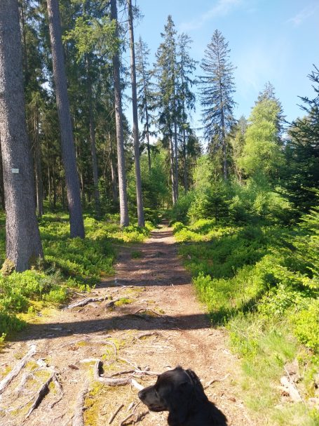 Pfad durch einen Wald mit hohen Bäumen und einem schwarzen Hund im Vordergrund.